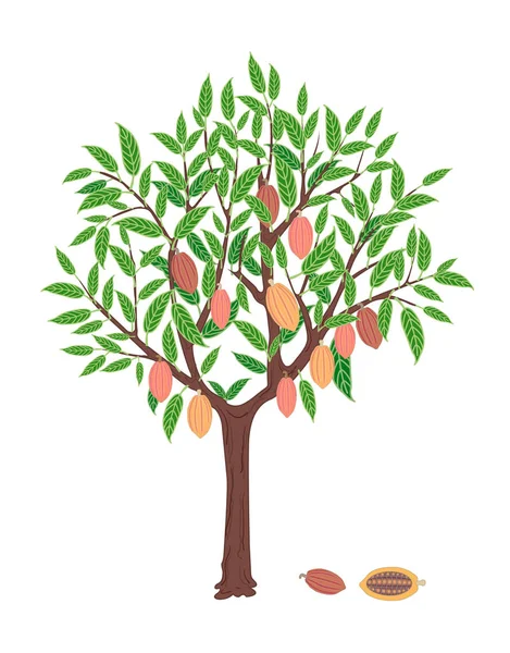 Árbol de cacao con frutas Gráficos Vectoriales