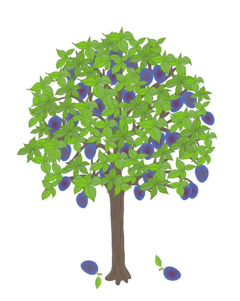 Pruimenboom met vruchten — Stockvector