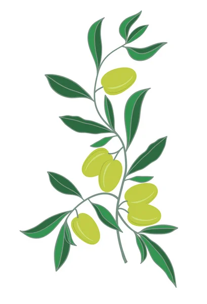 Branch of green olives — Stock Vector