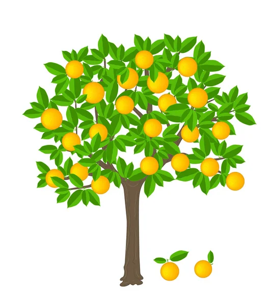 果実のあるオレンジの木 — ストックベクタ