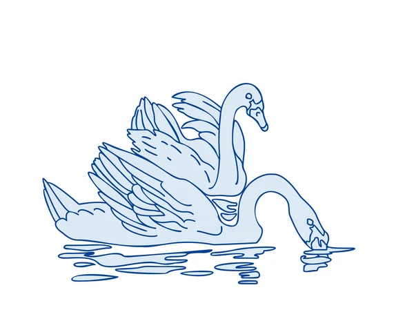 Dois Cisnes Lago Fundo Branco —  Vetores de Stock