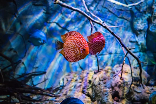 Symphysodon discus i ett akvarium på en blå bakgrund — Stockfoto