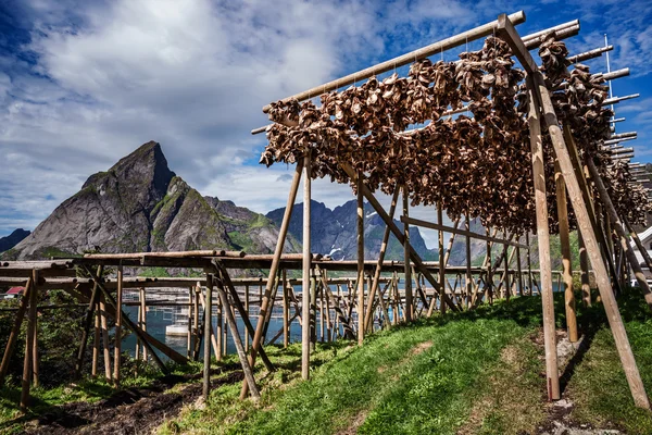 Fish heads drying on racks — Stock Photo, Image