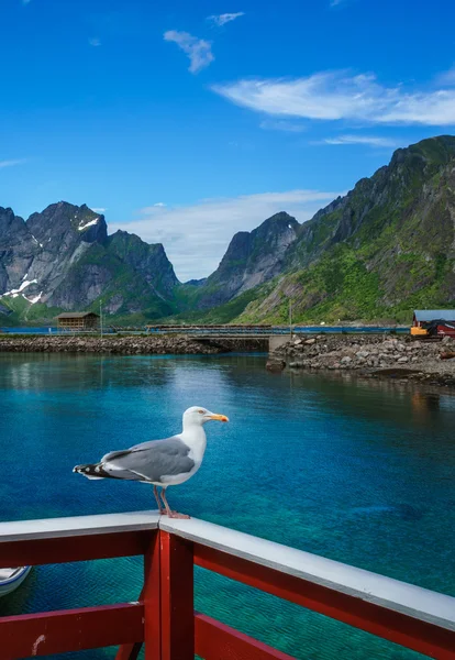 Lofoten-Archipel — Stockfoto