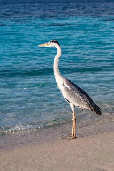 Grey Heron Ocean. — Zdjęcie stockowe