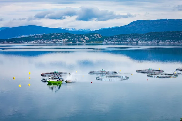 Pesca del salmone nelle aziende — Foto Stock