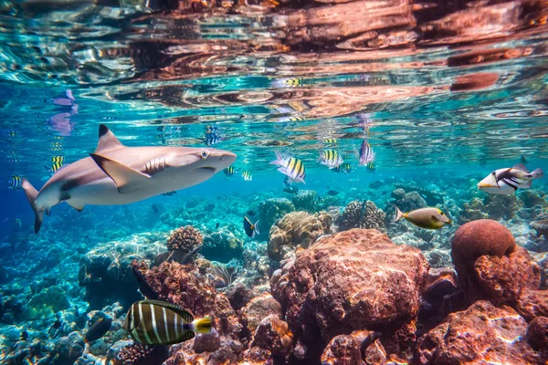 Tropical Coral Reef. — Stock Photo, Image