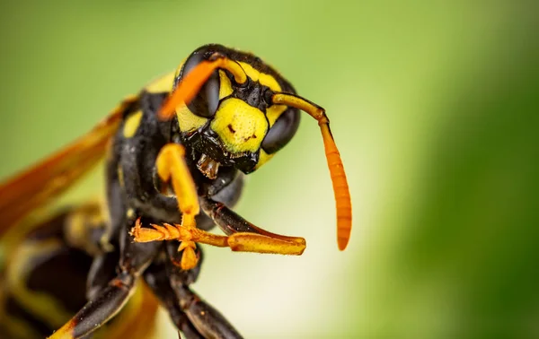 Cabeza de avispa Macro Shot — Foto de Stock