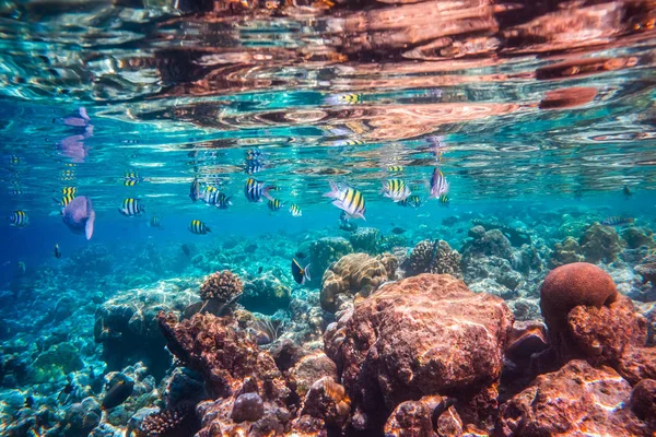 열 대 지방의 산호. — 스톡 사진