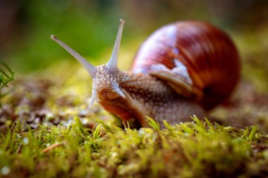 Helix pomatia ayrıca Roma salyangozu, Burgundy salyangozu