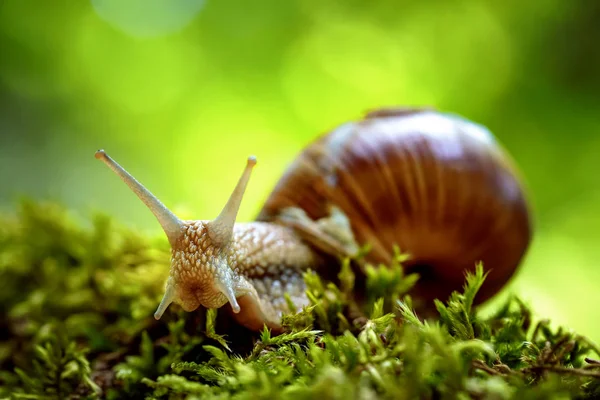 石榴也是罗马蜗牛，勃艮第蜗牛 — 图库照片