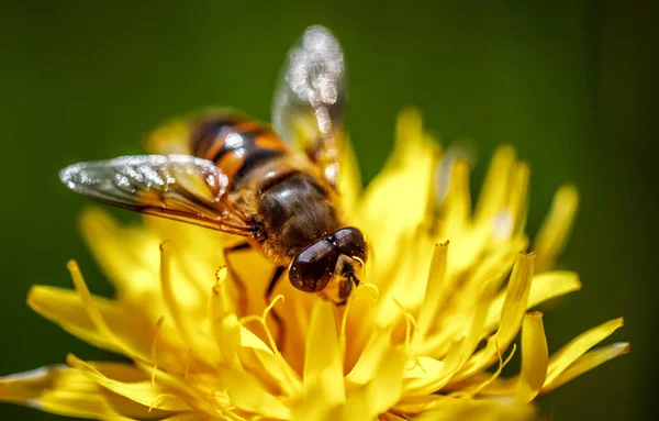 Wespe sammelt Nektar aus Blume crepis alpina — Stockfoto