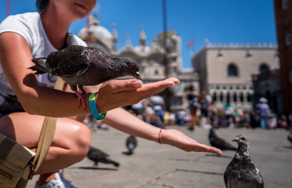 Woman tourist feeding pigeons in the square - St. Marks Square - — Stock Photo, Image