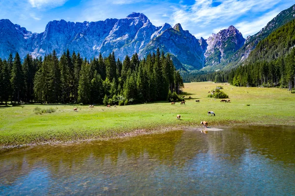 Los caballos pastan en el campo verde.Lago di Fusine Superiore Italia — Foto de Stock