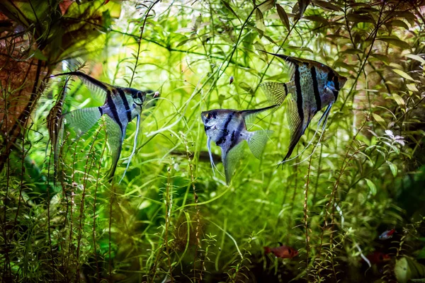 Angelfish Pterophyllum scalare — Φωτογραφία Αρχείου