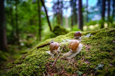 Helix pomatia ayrıca Roma salyangozu, Burgundy salyangozu