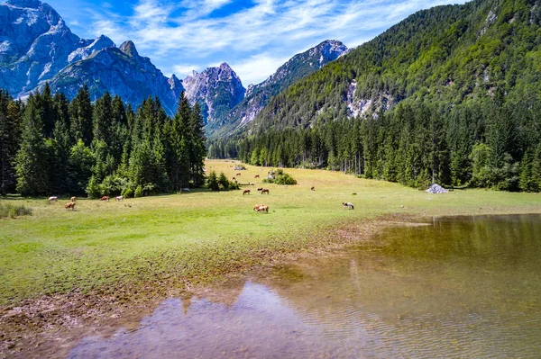 Los caballos pastan en el campo verde.Lago di Fusine Superiore Italia — Foto de Stock