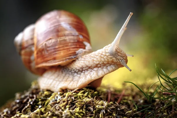 Helix pomatia also Roman snail, Burgundy snail — Stock Photo, Image