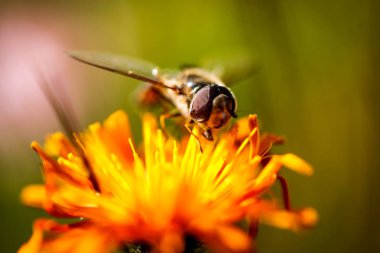 Wasp collects nectar from flower crepis alpina clipart