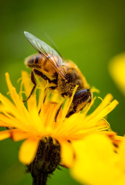 Vespa recolhe néctar de flores crepis alpina — Fotografia de Stock