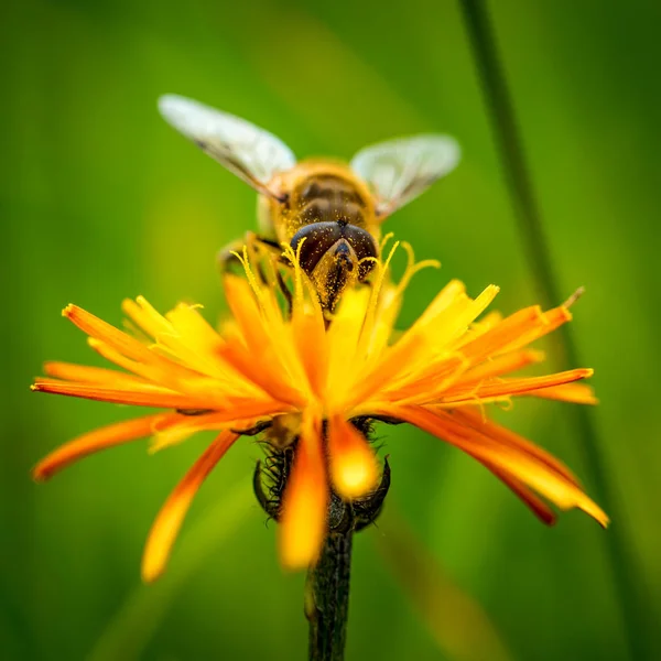 Eşek arısı, çiçek krep alpinasından nektar toplar. — Stok fotoğraf