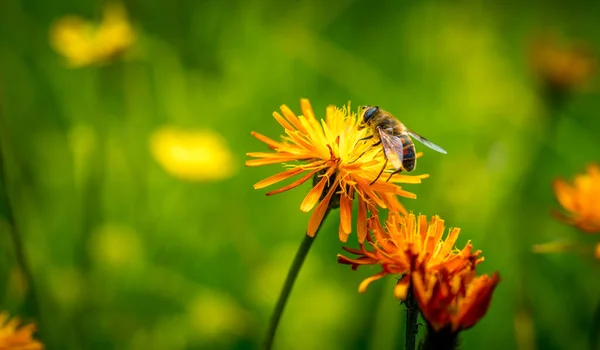 Wasp collects nectar from flower crepis alpina — Stock Photo, Image