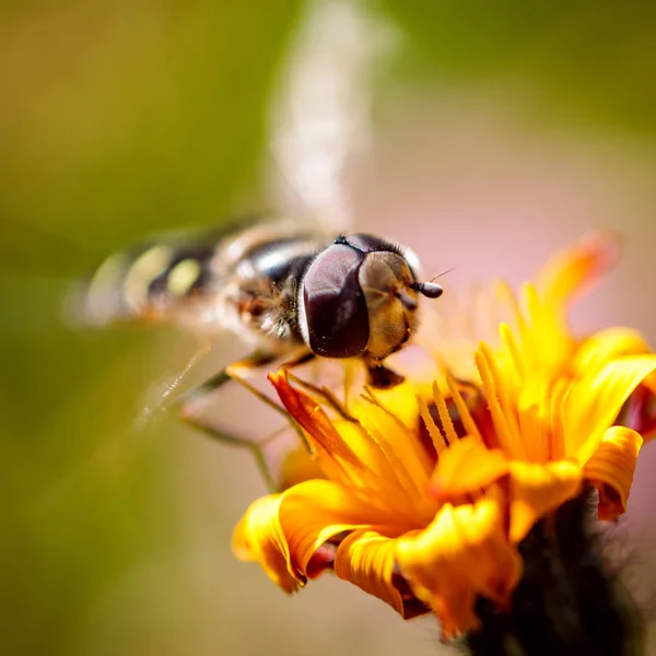 Avispa recoge néctar de flor crepis alpina — Foto de Stock