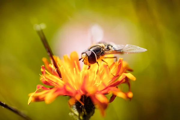 Оса збирає нектар з альпійської квітки — стокове фото