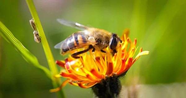 Vespa recolhe néctar de flores crepis alpina — Fotografia de Stock