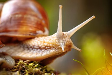 Helix pomatia ayrıca Roma salyangozu, Burgundy salyangozu