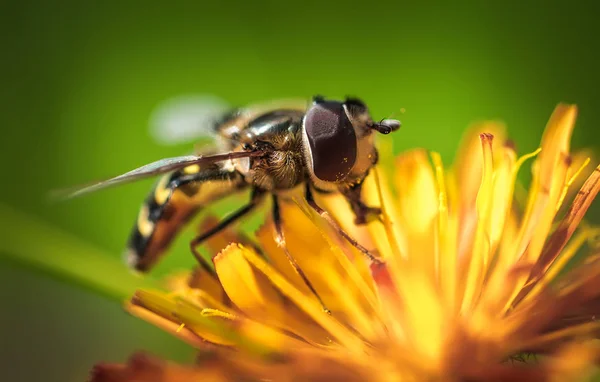Wespe sammelt Nektar aus Blume crepis alpina — Stockfoto