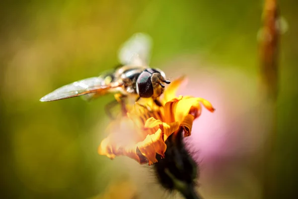 Vespa recolhe néctar de flores crepis alpina — Fotografia de Stock