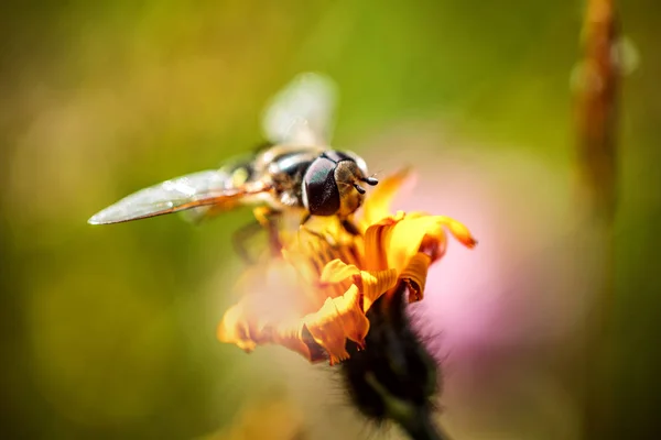 Wasp recueille le nectar de fleur crepis alpina — Photo