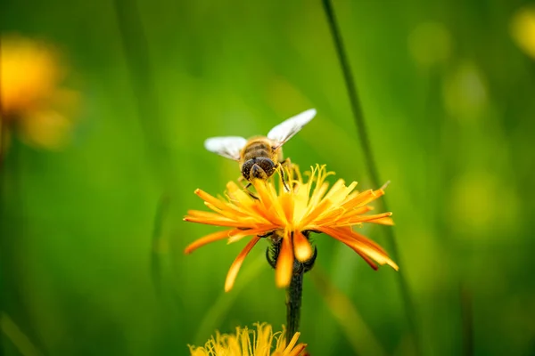 ワスプは花のクレピスアルピナから蜜を集める — ストック写真
