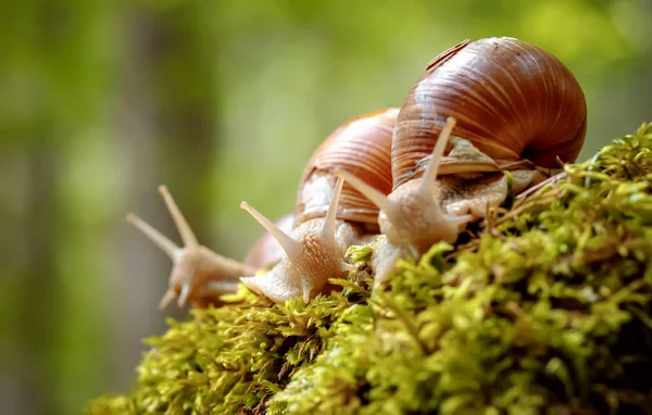 Helix pomatia also Roman snail, Burgundy snail — Stock Photo, Image