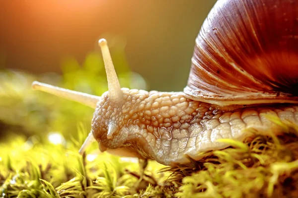 Helix pomatia also Roman snail, Burgundy snail — Stock Photo, Image