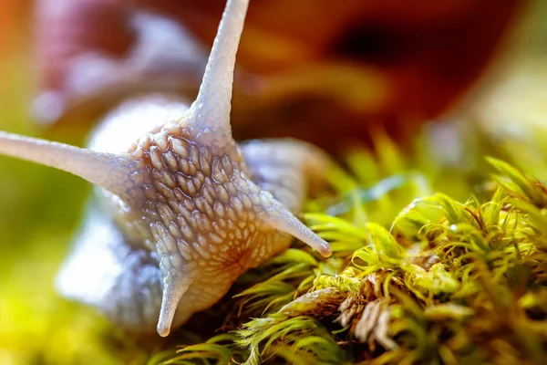 Helix pomatia also Roman snail, Burgundy snail — Stock Photo, Image