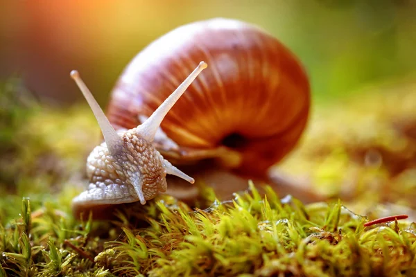 Helix pomatia ayrıca Roma salyangozu, Burgundy salyangozu — Stok fotoğraf