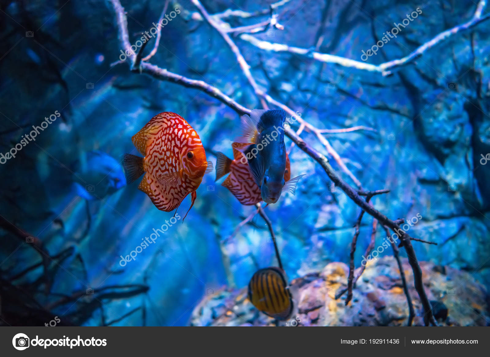 Unduh 92 Background Aquarium Discus HD Terbaik