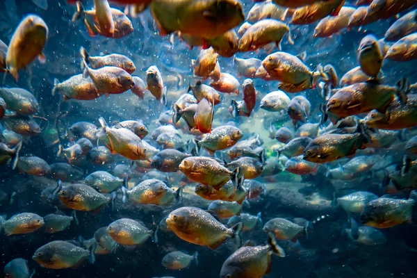 A school of Piranhas — Stock Photo © robball 47845155