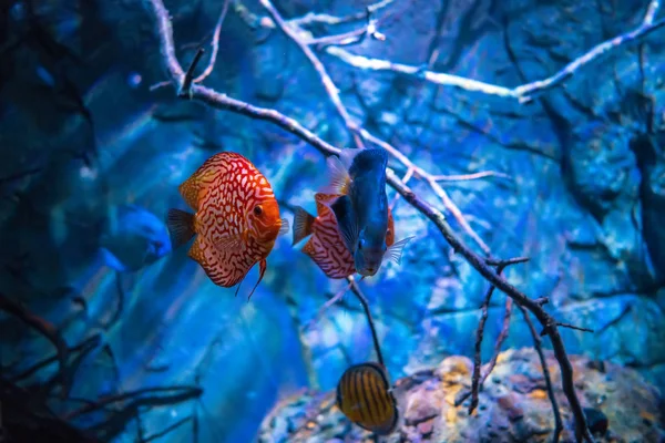 Disco de Symphysodon em um aquário em um fundo azul — Fotografia de Stock