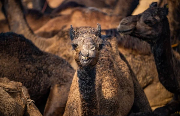 Camellos en la Feria de Pushkar, también llamada la Feria de Camellos de Pushkar o —  Fotos de Stock