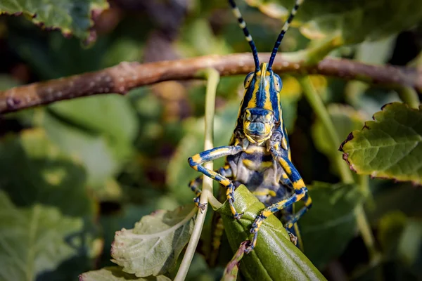 アウラーチ・ミリアリス(Aularches miliaris)は、遺伝子の典型的なバッタ種である。 — ストック写真