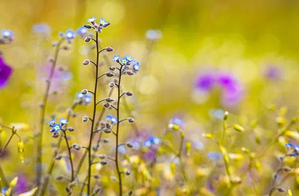 Myosotis zamknij się. — Zdjęcie stockowe