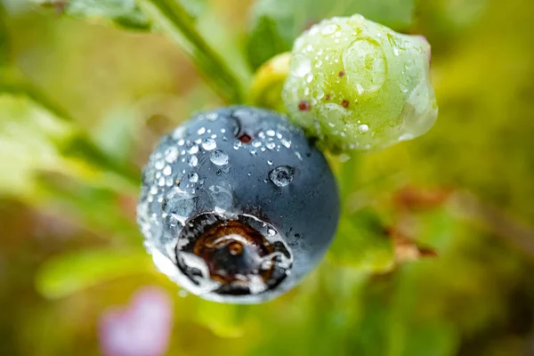 Antioxidantes de mirtilo em um fundo de natureza norueguesa. — Fotografia de Stock
