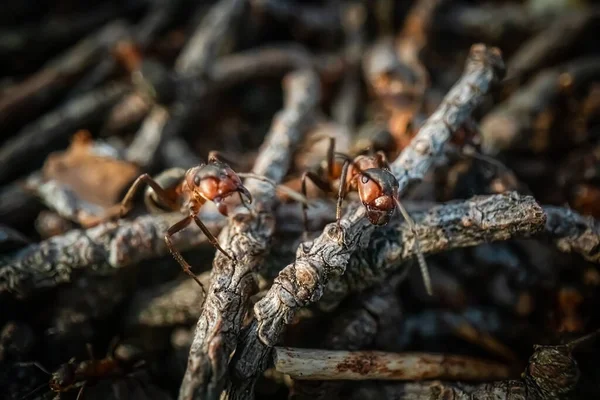 Uzavření makra mravence červené doménové struktury — Stock fotografie