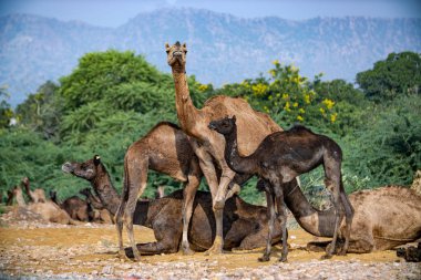 Pushkar Fuarı 'ndaki develer ya da yerel adıyla Kartik Mela, Hindistan' ın Pushkar Rajasthan kentinde düzenlenen yıllık çoklu hayvan fuarı ve kültür fuarıdır..