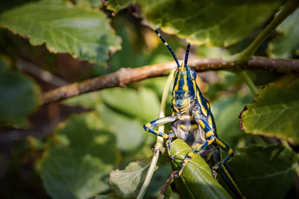 Aularches Miliaris Uma Espécie Gafanhoto Gênero Aularches Inseto Tem Sido — Fotografia de Stock