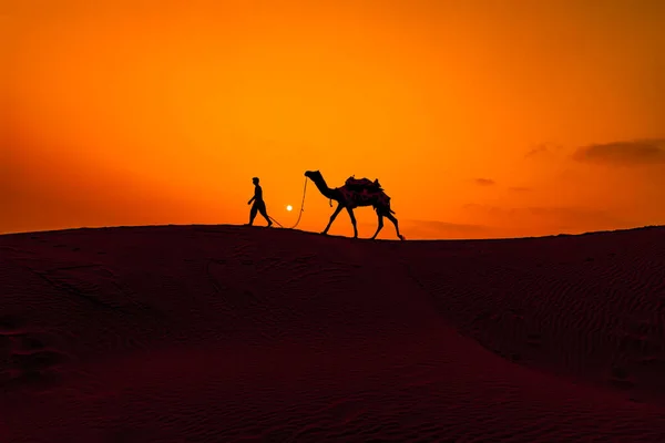 Камели Верблюди Заході Сонця Пустеля Тар Заході Сонця Яісалмер Раджастхан — стокове фото