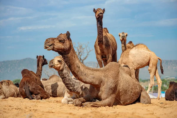 Cammelli Alla Fiera Pushkar Chiamata Anche Fiera Del Cammello Pushkar — Foto Stock